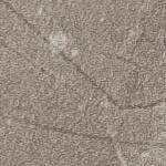 D008 botticino